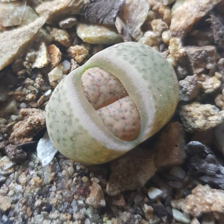 Plant image Lithops Terricolour