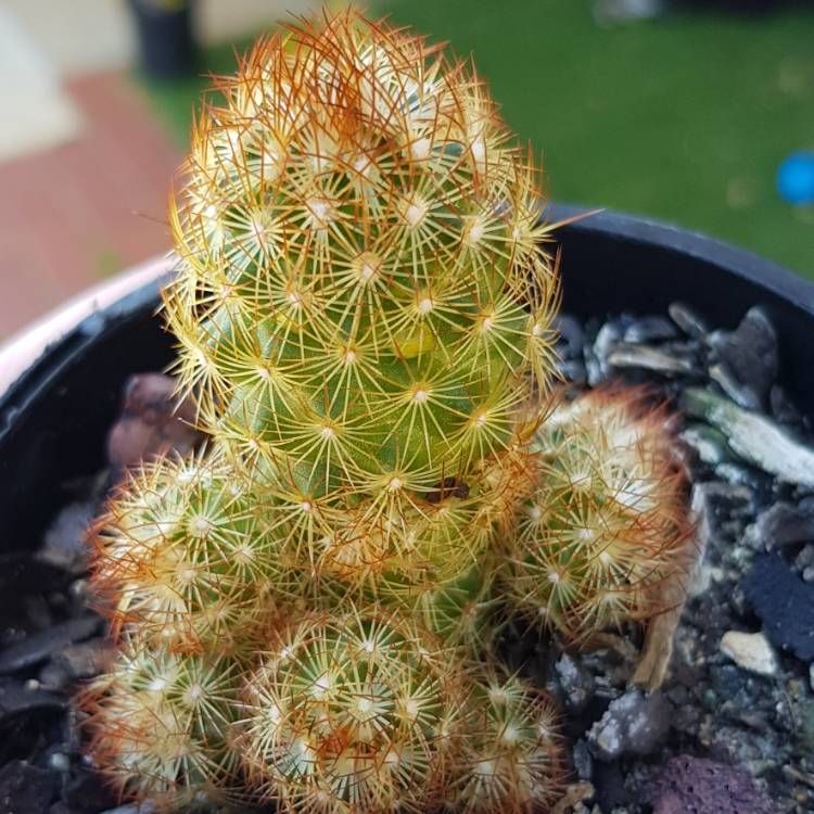 Plant image Mammillaria elongata 'Pink Nymph'
