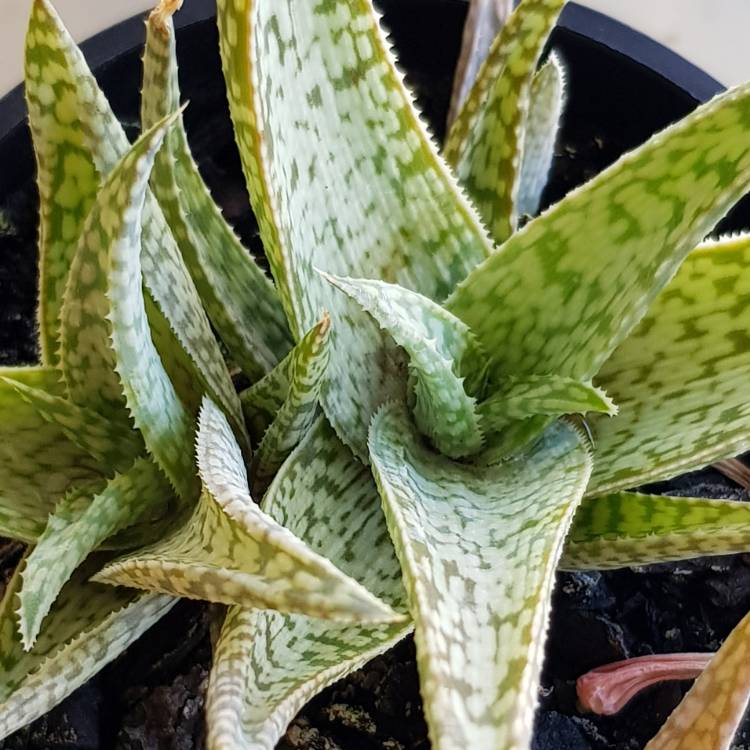 Plant image Aloe 'Quicksilver'