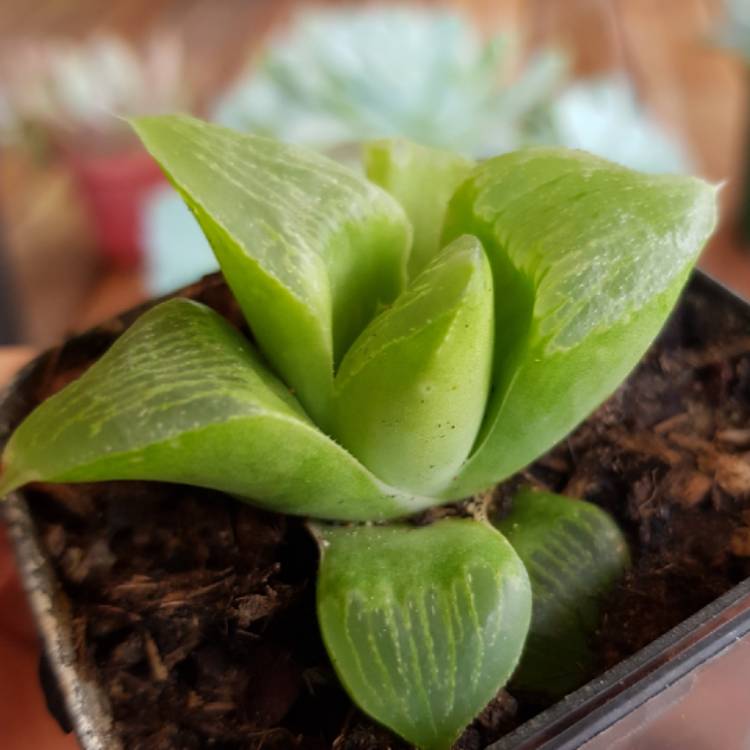 Plant image Haworthia magnifica var. Acuminata