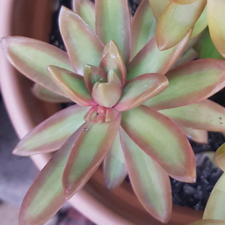 plant image 998277