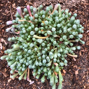 Fenestraria aurantiaca