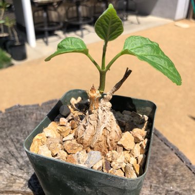 Matelea Cyclophylla