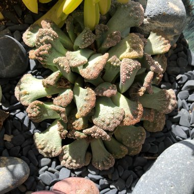 Titanopsis Calcarea (Living Jewel)