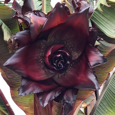 Ensete ventricosum 'Maurelii' syn. Ensete ventricosum 'Rubrum', Ensete 'Maurelii', Musa 'Santa Morelli'