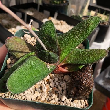 Gasteria