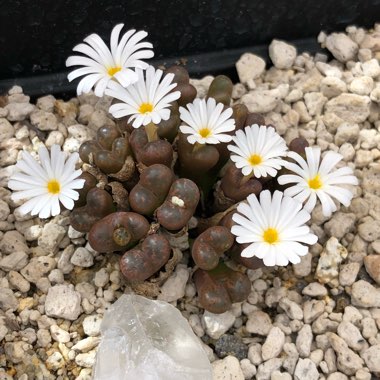 Conophytum Pellucidum