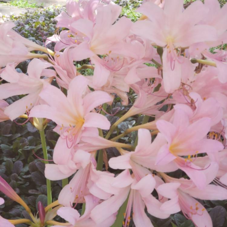 plant image 1393570
