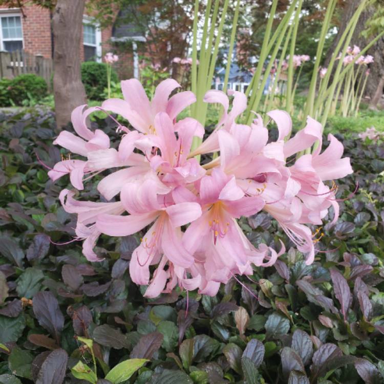 plant image 1393572