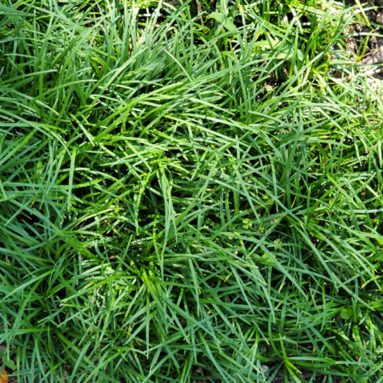 Plant image Ophiopogon
