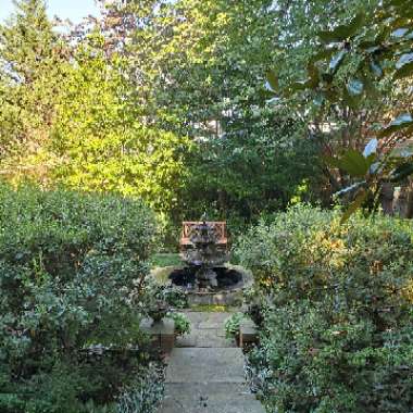 Elizabeth's garden
