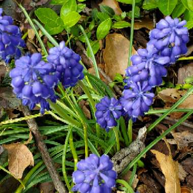 Grape Hyacinth