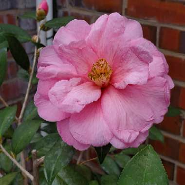 Camellia