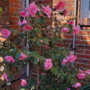 Camellia