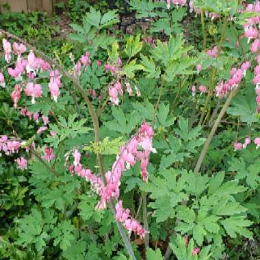 Bleeding Heart