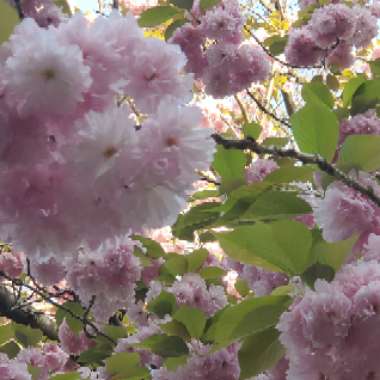 Flowering Almond 'Multiplex'