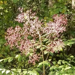 Elizabeth's garden