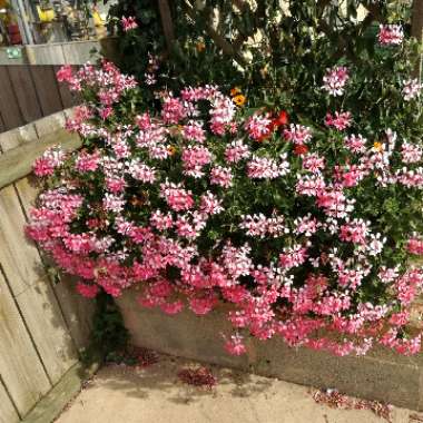 Ea's garden