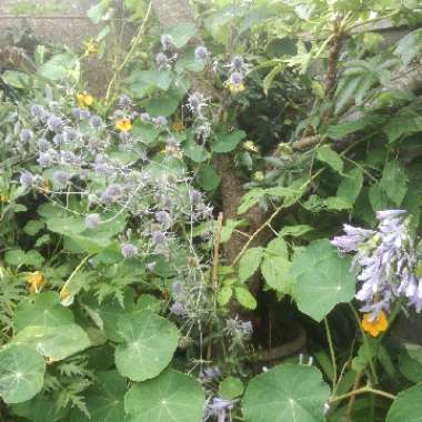 Ea's garden