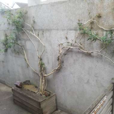 Ea's garden
