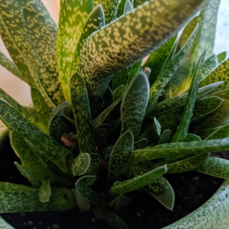 Plant image Gasteria pillansii var. pillansii (Mini)
