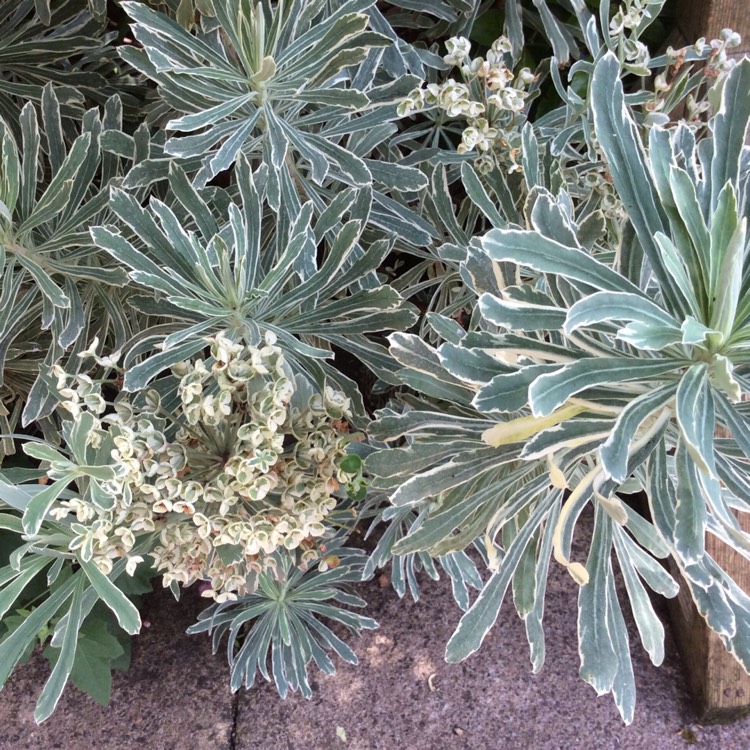 Plant image Euphorbia characias 'Glacier Blue'