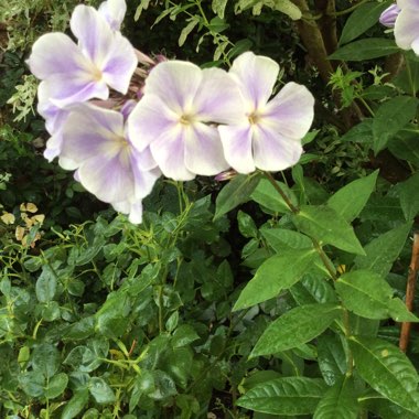A's garden