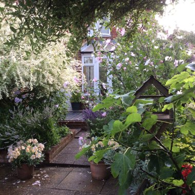 A's garden