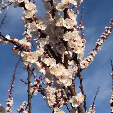 Prunus persica