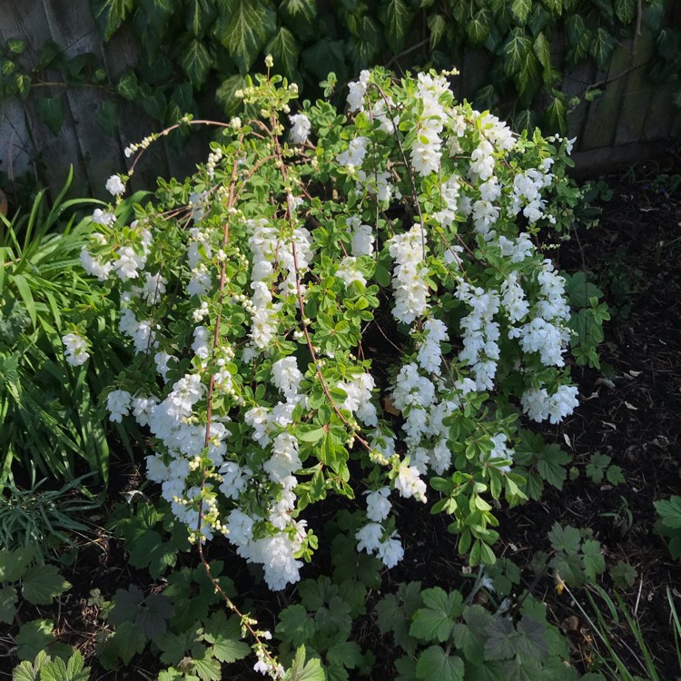 Plant image Exochorda Serratifolia 'Snow White'
