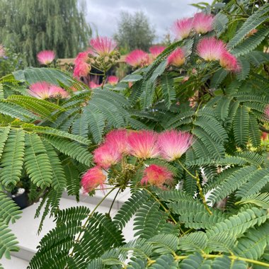 Silk Tree