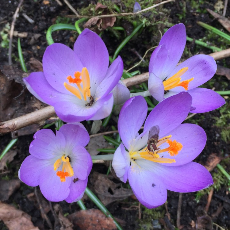 plant image 378533