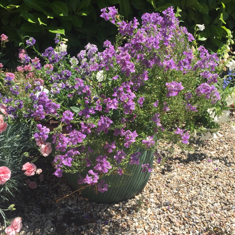 Plant image Nemesia denticulata 'Confetti'