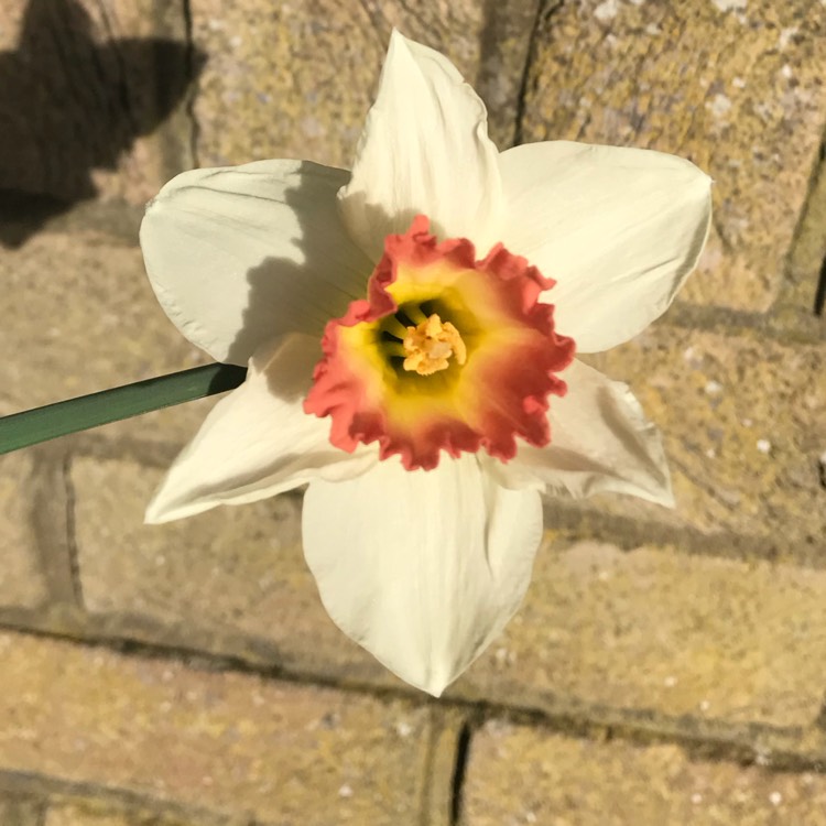 plant image 657948