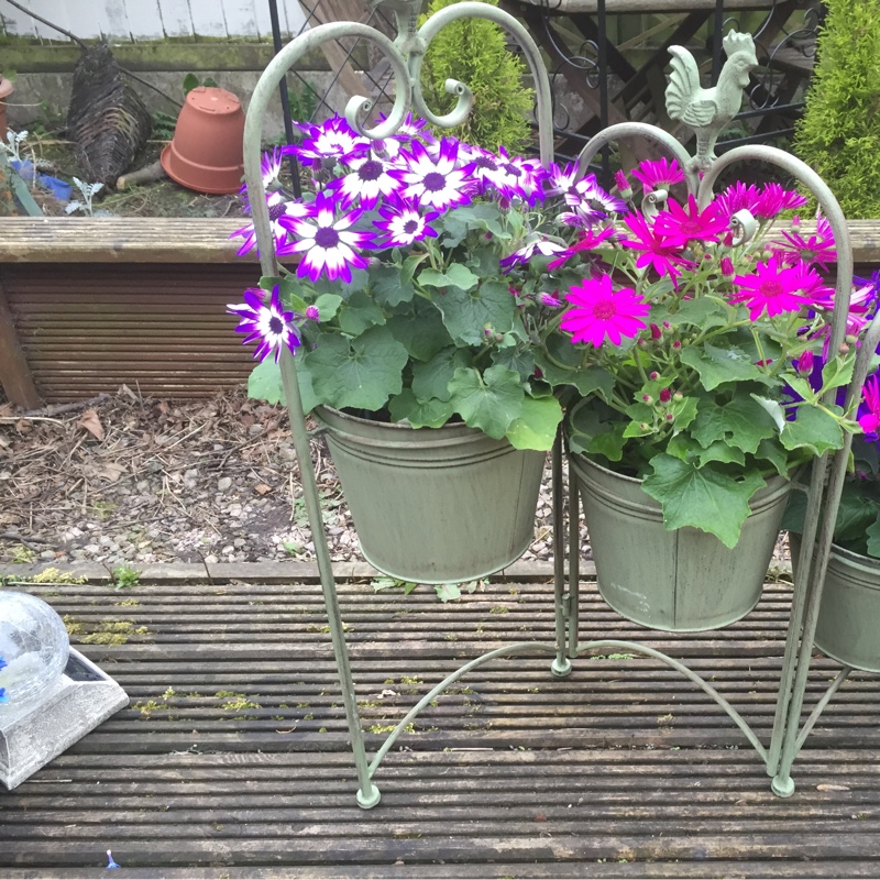 Earlie's garden