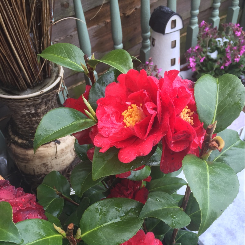 Earlie's garden