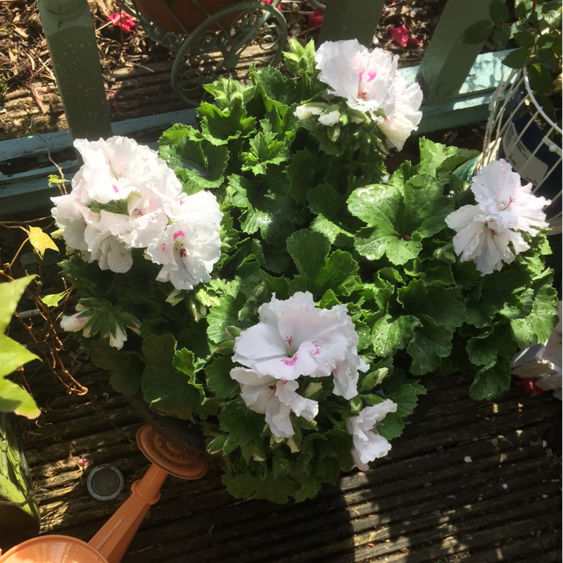Earlie's garden