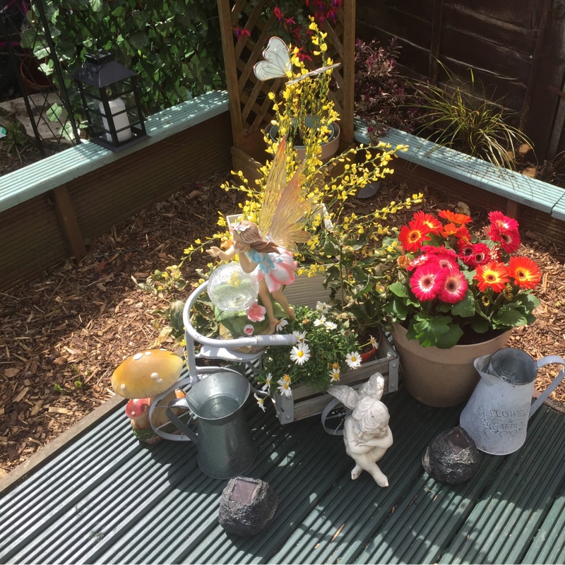 Earlie's garden