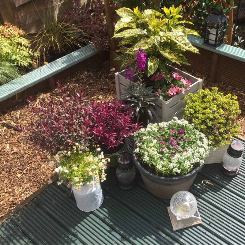 Earlie's garden