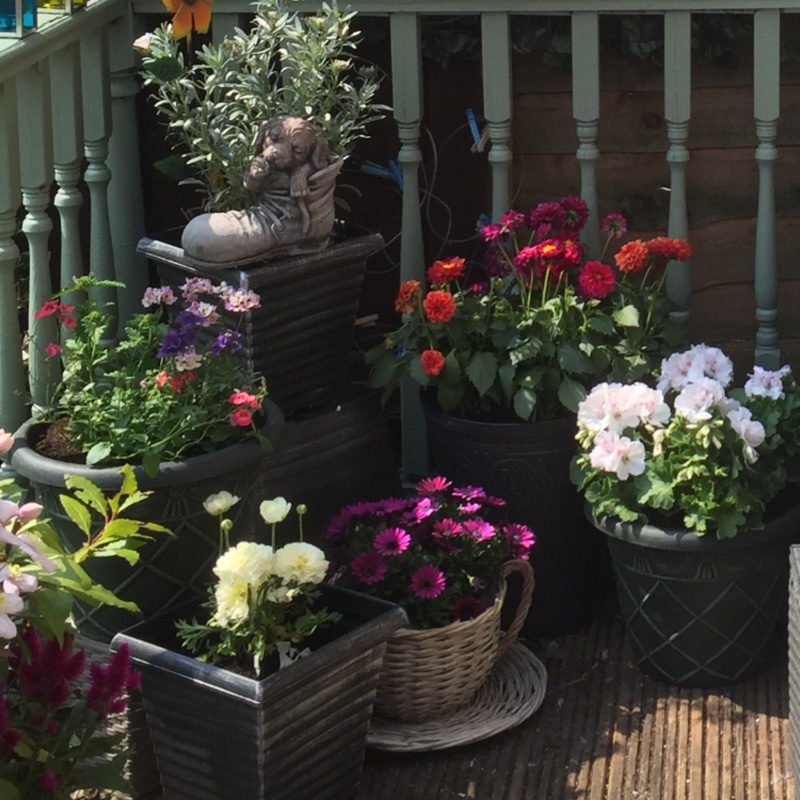 Earlie's garden
