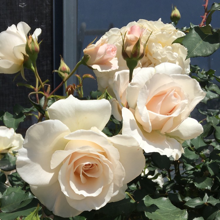 plant image 259272