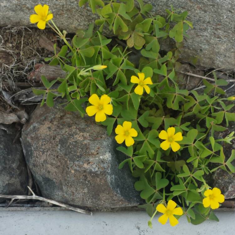 Plant image Oxalis valdiviensis