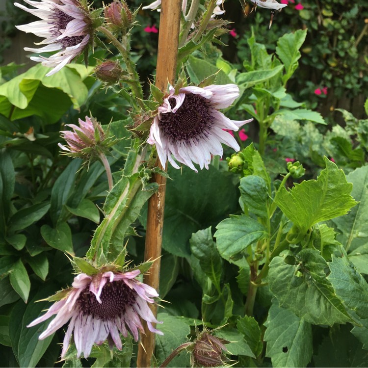 Plant image Berkheya purpurea