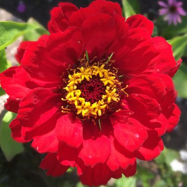 Zinnia 'Red Scarlet'
