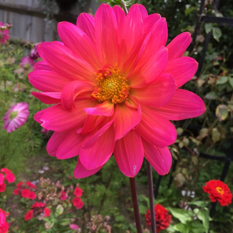 plant image 510676