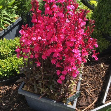 Cardinal Flower 'Starship Deep Rose'