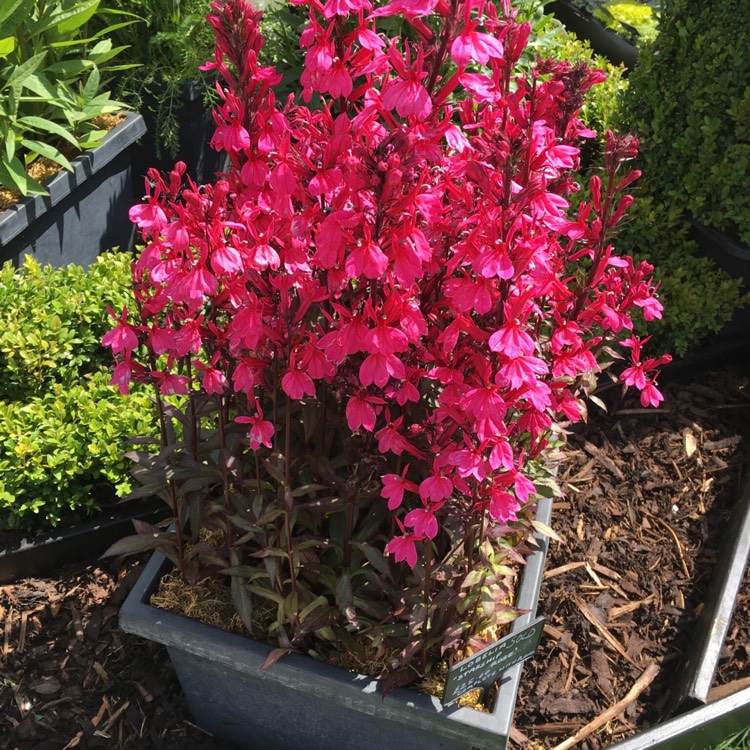 Lobelia speciosa 'Starship Deep Rose', Cardinal Flower 'Starship Deep ...