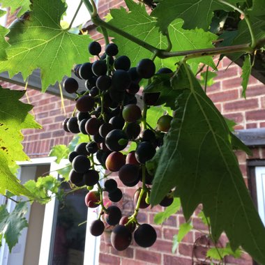 Mark's garden