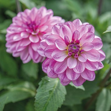Mark's garden
