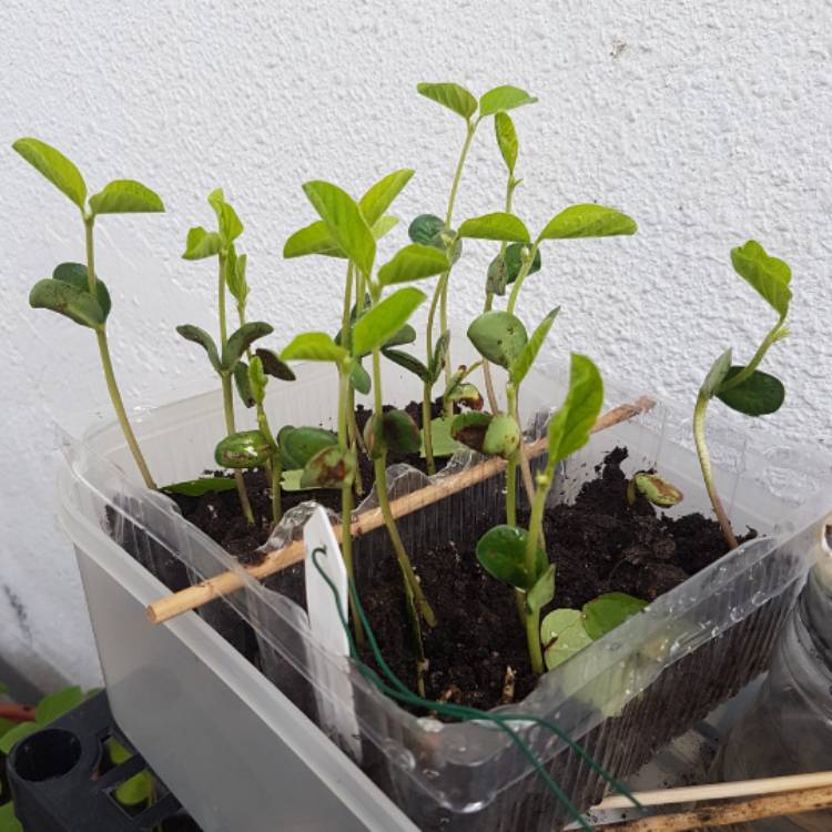 Plant image Glycine max